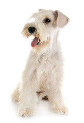 miniature schnauzer in studio
