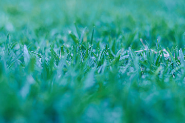 Vibrant green grass background
