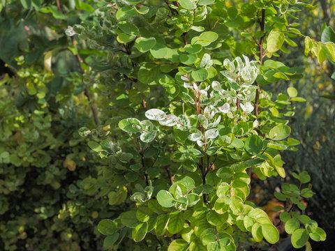 Close-up Green leaves of Phyllanthus mirabilis with green nature blurred background, a plant species of family Phyllanthaceae endemic to Thailand.