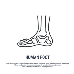 Vector icon. Line design. Human foot. Bones and structure. Medicine and anatomy. Anatomical structure of man. Symbol, element, sign, logo, emblem. Concept illustration.