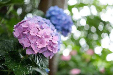 ピンクの紫陽花