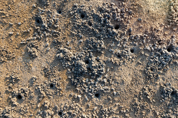 Texture of sand,top view..Closeup of sand beach with crab holes and clod at lowtide sunset.