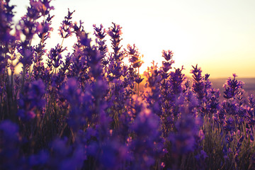 Beautiful violet lavender fields in the sunset light. Provence in France. Lavender flowers.