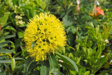 Beautirul Golden Penda Flowers (Xanthostemon chrysanthus) blossom blooming on branches with green nature blurred background, a species of tree in Myrtaceae family.