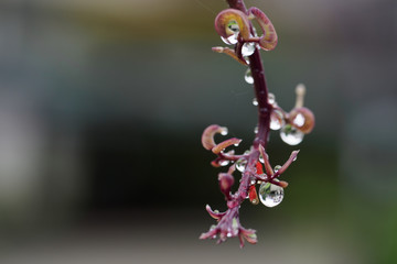 梅雨の雨で植物から垂れる水滴