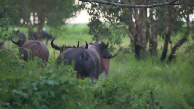 Handheld, medium wide shot of a herd of water buffalo running away from the camera.