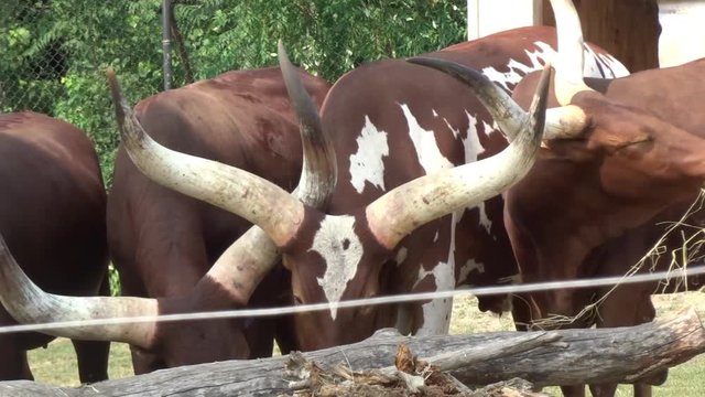 A herd of African bulls gathered together.
