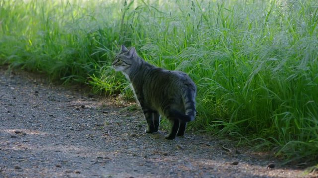 young cat is curious walking