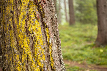 moss and lichens on the bark of a pine