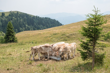 Fototapeta na wymiar I vitelli al pascolo sulle pendici del Monte Farno (Val Seriana, Bergamo, Italia), a circa 1300 metri di altitudine, mangiano nella conca (luglio 2019).