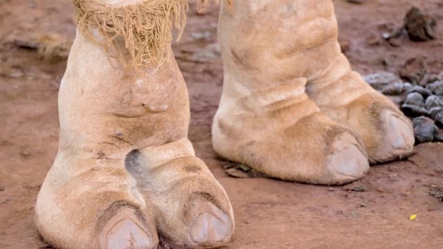 Close up shot of a camels foot.