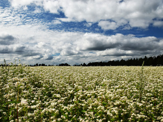 beautiful white flower meadow with clouds 