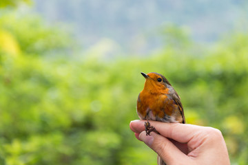 Scientist holding a European robin (Erithacus rubecula) in a bird banding/ringing session