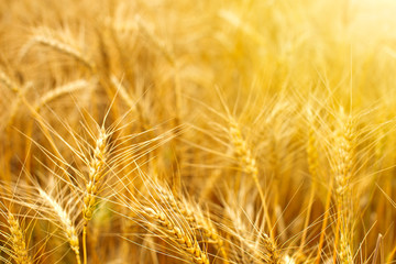 Wheat field. Ears of golden wheat close up. Beautiful Nature Sunset Landscape. Rich harvest Concept