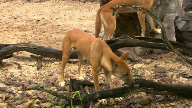 Handheld, medium close up shot of a dingo licking and nibbling the inside of a tree branch.