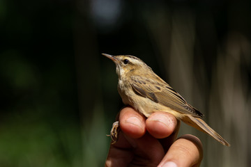 Scientist holding a Sedge Warbler (Acrocephalus schoenobaenus) in a bird banding/ringing session