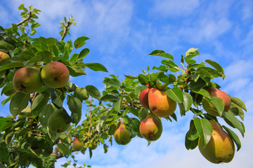 Branch with pears isolated on blue sky. Garden background.