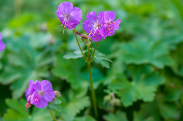 Fototapeta premium Geranium cantabrigiense karmina flowering plants with buds, group of ornamental pink cranesbill flowers in bloom in the garden