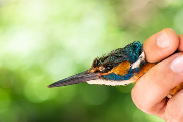 Scientist holding a common kingfisher (Alcedo atthis) in a bird banding/ringing session