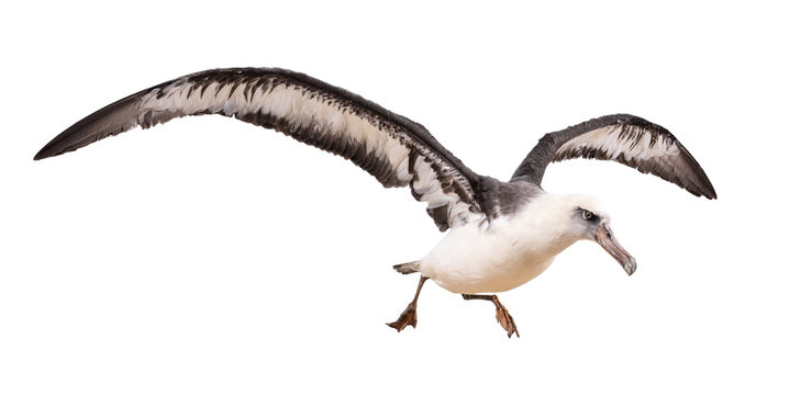 albatross bird isolated on white background. with clipping path