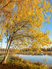 The river bank has grown up with beautiful colorful trees -