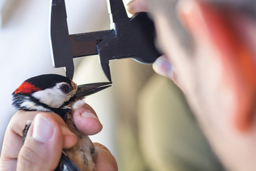 Scientist holding a great spotted woodpecker (Dendrocopos major) and measuring its beak in a bird banding/ringing session