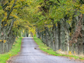 big and old tree alley with road, autumn colors, Latvia