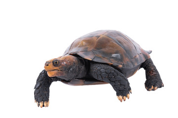 turtle isolated on white background. with clipping path