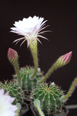 flower in the garden