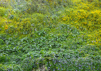 Beautiful flowers and green leaves on the wall. Nature texture background.