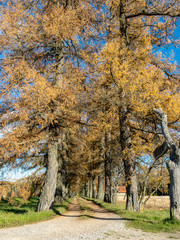 big and old tree alley with road, autumn colors, Latvia