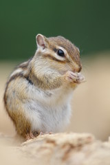 食べているシマリス