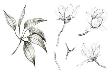 set of branches, leaves and flowers white Magnolia hand-drawn with black pencil on isolated white background for use in the design