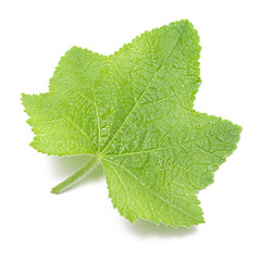 green leaf on a white background, isolate.