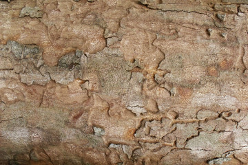 big tree texture 