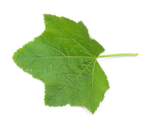 green leaf on a white background, isolate.