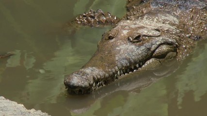 Steady, close up shot of a saltwater crocodile partially sticking out of the water.