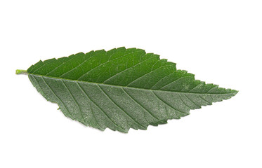 green leaf on a white background, isolate.