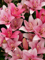 beautiful red velvet garden flowers royal crown