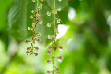 The inflorescence that was just out of Indian Oak or Freshwater Mangrove while having rain drops.