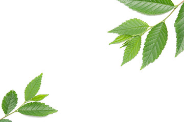 Fototapeta premium green leaf on a white background, isolate.