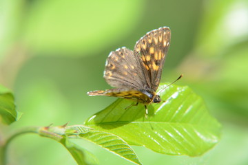 butterfly on a flower