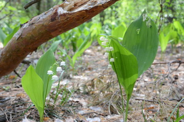 two liies of the valley
