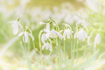 First snowdrtops of spring isolated on bokeh background
