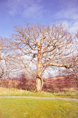Big old tree in a park