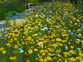 A colourful wild flower garden and orchard in an urban setting