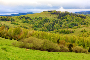 Fototapeta na wymiar The hills of the Carpathian mountains are overgrown with young deciduous trees, the view of the spring Carpathians from a height.