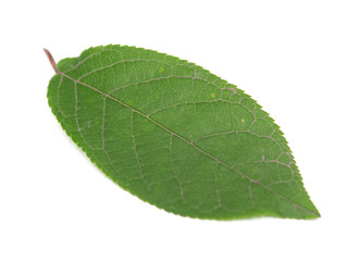 Obraz premium green leaf on a white background, isolate.