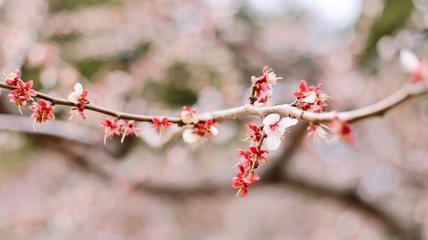 Cherry blossom flower blooming on branch of tree