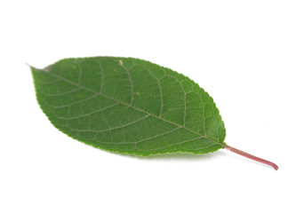 green leaf on a white background, isolate.